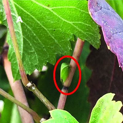 Fig. 03A: Photograph of an adult three-cornered alfalfa leafhopper with evidence of petiole girdling due to feeding just below it.